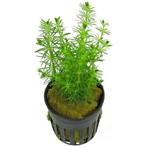 Bacopa myriophylloides