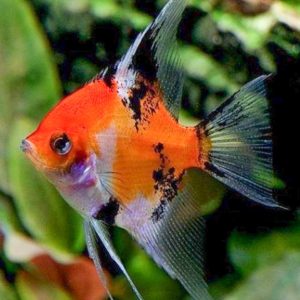 ESCALAR RED DEVIL (3CM)